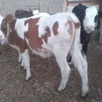گاو شیری همراه با گوساله