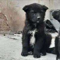 واگذاری توله سگ قدرجونی اصیل