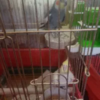 فروش دوجفت عروس هلندی بالغ جوجه داده