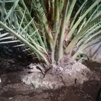 دمیت برحی اصل اروندی|گل و گیاه طبیعی|برازجان, |دیوار