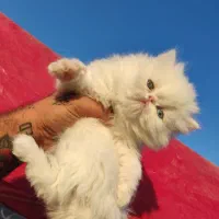 پرشین وارداتی 2ماه چمپبون کدA|گربه|آفتاب, |دیوار