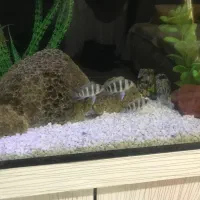 فرانتوزا|ماهی|تهران, مشیریه|دیوار