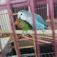 طوطی برزیلی خوشکل با قفس و وسایل