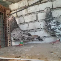 کبوتر1 جفت کوهی کاکول قزوینی درجه یک|پرنده|اهواز, سلیم آباد(سه راه خرمشهر)|دیوار