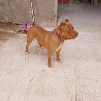 سگ بولی ایکس لارج نر