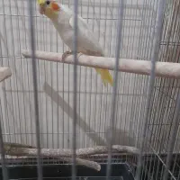 عروس هلندی|پرنده|پاکدشت, پاکدشت (مامازند)|دیوار