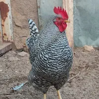 خروس پلیموت اموک|حیوانات مزرعه|باسمنج, |دیوار