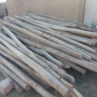 چنار درجه یک