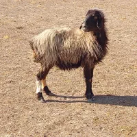 میش توابع ارسنجان