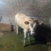 گاو ماده|حیوانات مزرعه|نهاوند, |دیوار