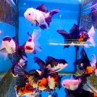 گلدفیش نژاد هایه مختلف|ماهی|فولادشهر, B4|دیوار