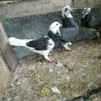 نروماده ابلغ سبز
