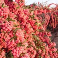 نهالستان  ، درخت کم آب ، نهال گلخانه در مشهد|خدمات باغبانی و درختکاری|مشهد, خواجه ربیع|دیوار