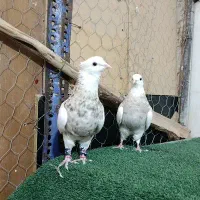 طوقی ده جفت گلچین