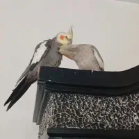 عروس هلندی نر با وسایل کامل|پرنده|روانسر, |دیوار