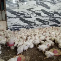 مرغ 109000 به قیمت تعاونی|حیوانات مزرعه|کوهدشت, |دیوار