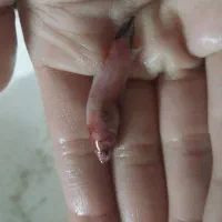 ۳ عدد ماهی فایتر ماده