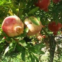 انار|خوردنی و آشامیدنی|مهدی شهر, |دیوار