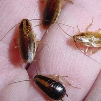 سمپاشی موریانه و سوسک تضمینی و قطعی با ضمانت نامه