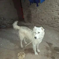 واگذاری سگ نگهبان|سگ|قهستان, |دیوار