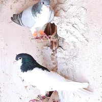 کبوتر