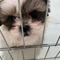 توله سوپر فلت نر|سگ|تهران, استاد معین|دیوار