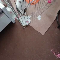 فروش خرگوش|موش و خرگوش|رامهرمز, |دیوار