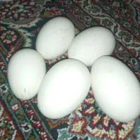 تخم قو غاز وبوقلمون