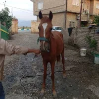 اسب ترکمن همراه شناسنامه