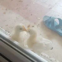 فروش جوجه