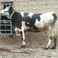 گاوسیمینتال ترکمن موکتی اصل ۳۵ کیلو شیر۷ ماه حامله