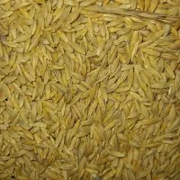 جو بذری درجه یک