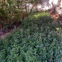 شمشاد|خدمات باغبانی و درختکاری|چابکسر, |دیوار