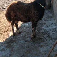 یک عدد بره قوچ