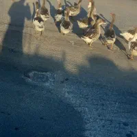 غاز فروشی|حیوانات مزرعه|آبدانان, |دیوار