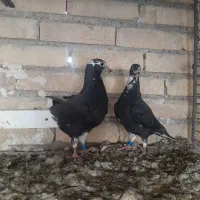 کبوتر زاغ و جوجه هاش|پرنده|دزفول, |دیوار