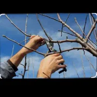 هرس|خدمات باغبانی و درختکاری|گنبد کاووس, |دیوار