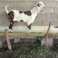 فروشی.ش