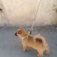 توله سگ نر پاکوتاه شناسنامه دار۲۵۰۰۰۰۰