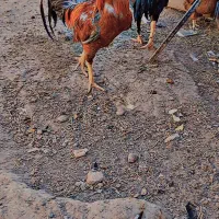 خروس لاری|حیوانات مزرعه|عجب شیر, |دیوار