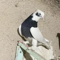 کفتر بهبهانی|پرنده|شیراز, حومه شیراز|دیوار