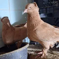 کبوتر رواعب زرد کاکلی اصل پرپا بلند
