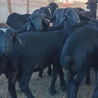 بره ماده قره قزل گوسفند میش قوچ شیشک افشار