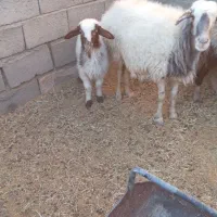 دوعدد میش زایده