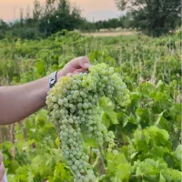 باغ انگوری عباس اباد