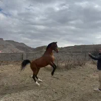 فروش اسب نریان ۵ساله  عرب ایرانی میکروچیپدار