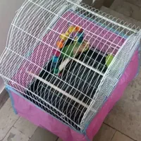 طوطی برزیلی|پرنده|تهران, سلسبیل جنوبی|دیوار