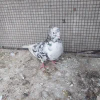 کبوتر رنگی|پرنده|مشکین‌دشت, |دیوار