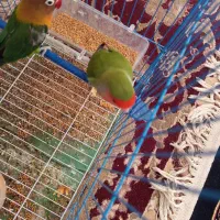 کوتوله برزیلی|پرنده|خمک, |دیوار