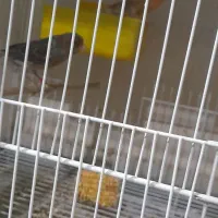 جوجه قناری نگرو سرخ|پرنده|داراب, |دیوار